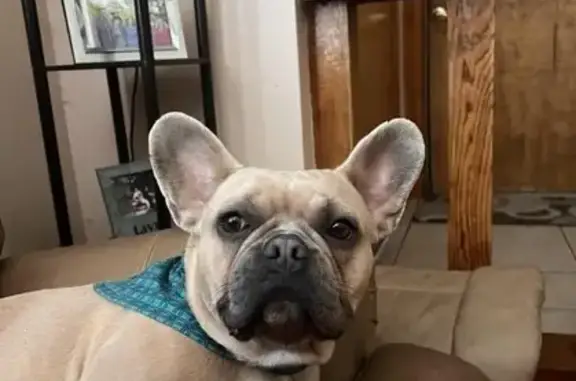 Lost Brown French Bulldog in Winter Springs!