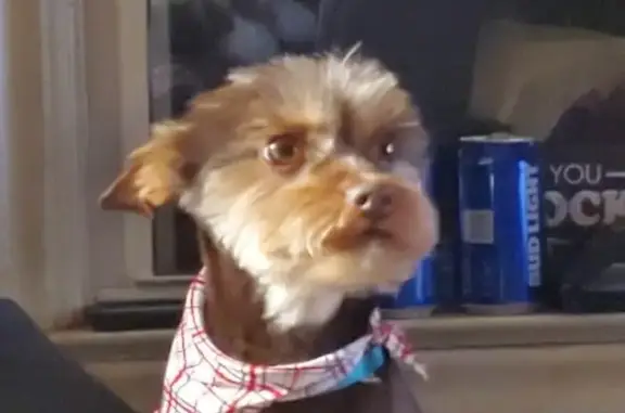 Lost Yorkie-Chihuahua Mix - Find Summer!