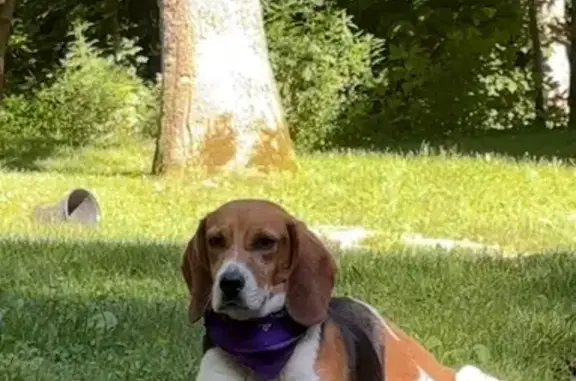 Found Beagle: Male with Orange Collar - Newport