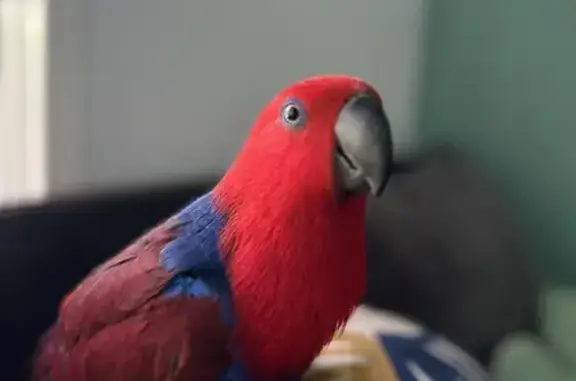 Missing Eclectus: Rinki - Gilles Plains, Adelaide