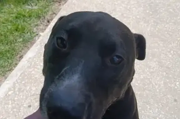 Found! Black Lab Mix in Overland Park 10452