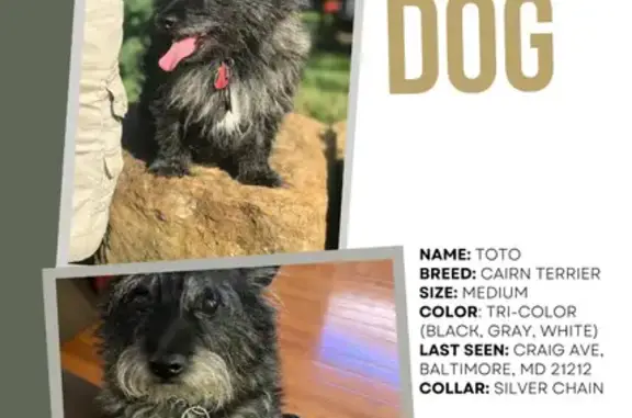 Lost Cairn Terrier - Toto | Craig Ave, Baltimore