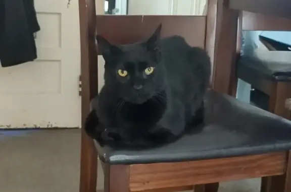 Lost Bombay Cat with Yellow Eyes - Lynn, MA
