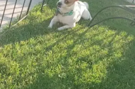 Lost Chihuahua: White & Brown on S. Throop St!