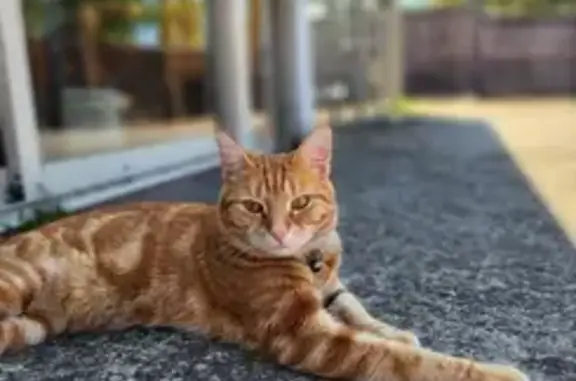 Lost Ginger Tabby Cat in Whittlesea - Help!