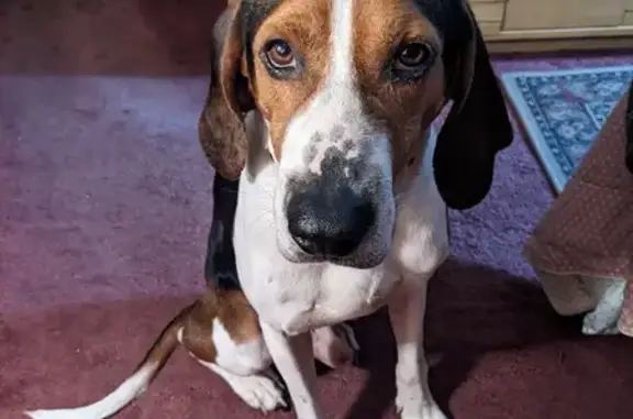 Found: Adult Walker Hound Near Detroit St, Flint