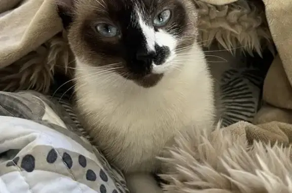 Lost Snowshoe Cat: Blue Eyes, Friendly - Help!