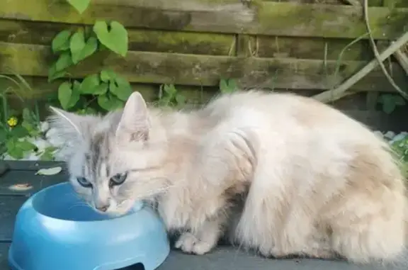 Chat type Birman trouvé à Beauvais - photo
