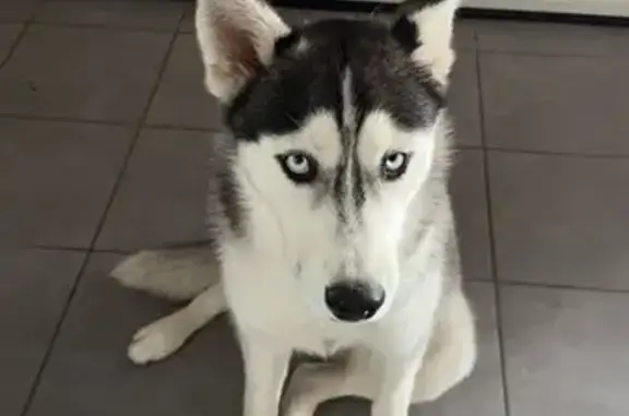 Chien perdu Roullet-Saint-Estèphe, photo : Husky femelle disparue à Roullet