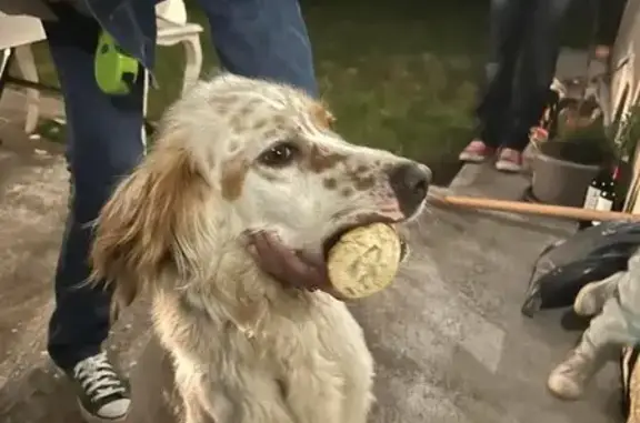 Setter perdu: maigre, collier bleu - photo