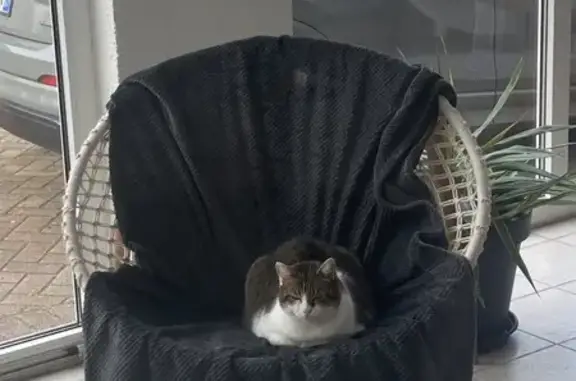 Chat perdu, Lauterbourg, photo: Chat tigré âgé perdu à Lauterbourg