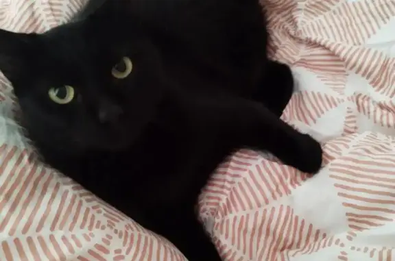 Chat perdu, Charentilly, photo: Chat noir tripode perdu - Charentilly