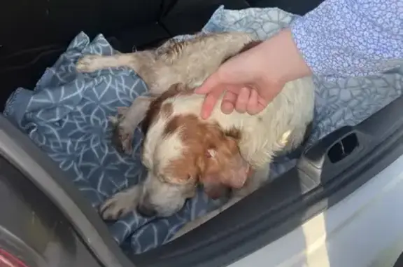 Chien trouvé Trémentines, photo: Chien épagneul blessé sauvé à Cholet