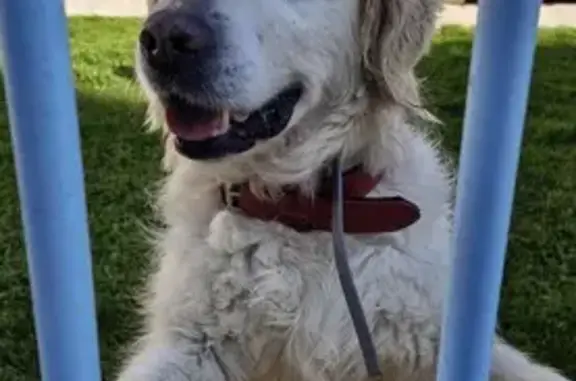 Labrador perdu à Monéteau retrouvé - photo