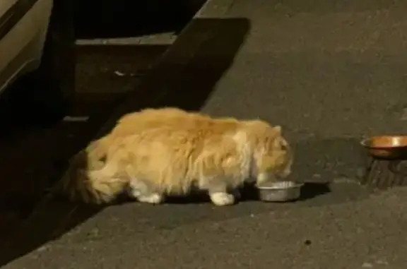 Chat perdu à Crépy retrouvé - photo
