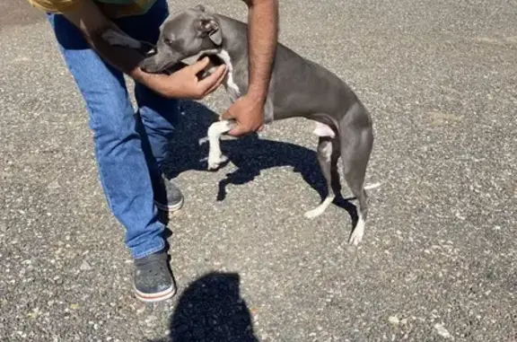 Chien gris-blanc trouvé à Septeuil - photo