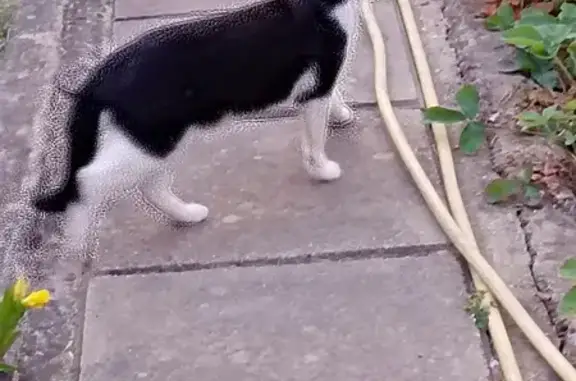 Chatte trouvée Rue Château, Florange - photo