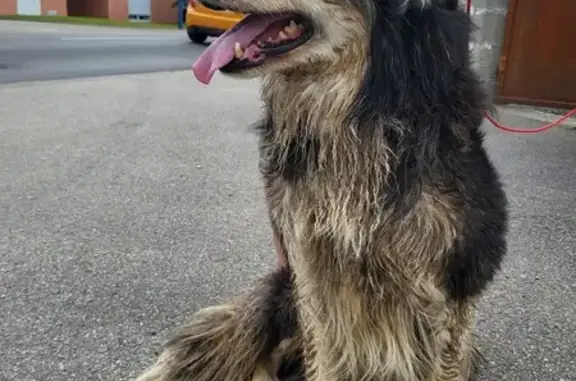 Trouvé: Berger Australien à Viriat - photo