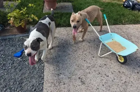 Chien trouvé Vernou-sur-Brenne, photo: Chien et chienne perdus à Vernou