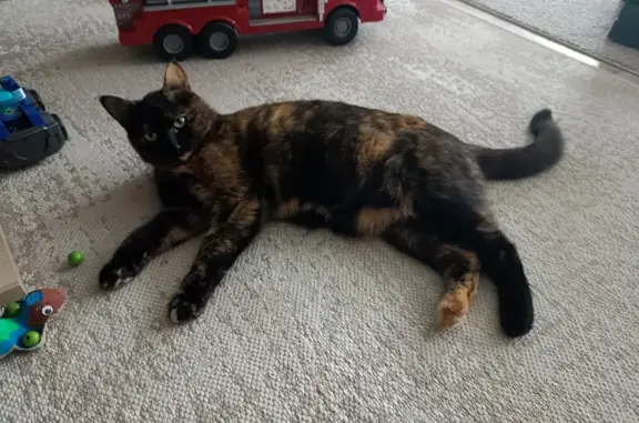 Chat perdu, Compiègne, photo: Chatte écaille disparue à Compiègne