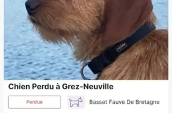 Chien perdu Grez-Neuville, photo : Avis: Basset fauve perdu