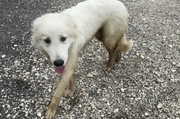 Chien sociable boitant trouvé - photo