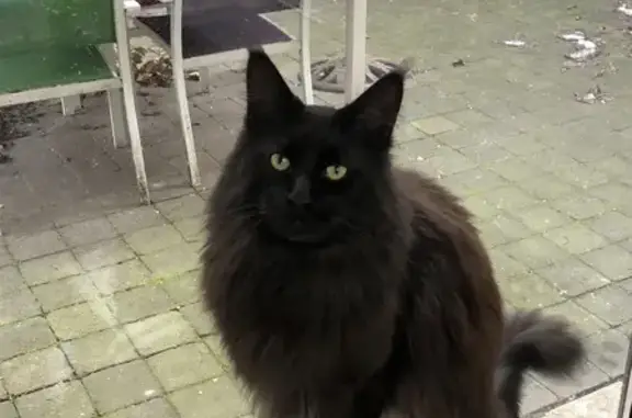 Chat perdu, Lille, photo: Chat Maine Coon noir perdu à Lille