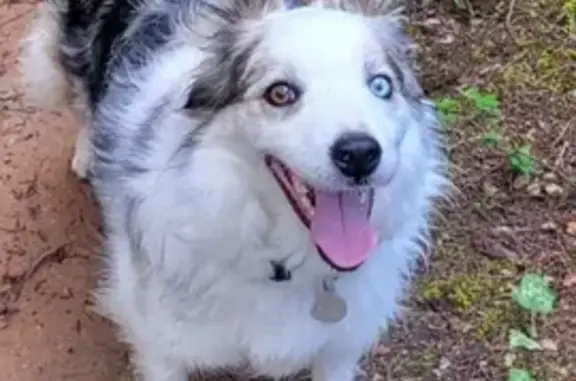 ¡AYUDA! Border Collie Perdida en Sant Cugat