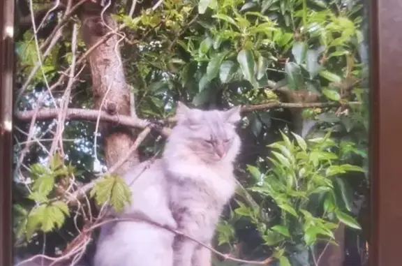Chat perdu, Vertou, photo: Chat mâle perdu à Vertou