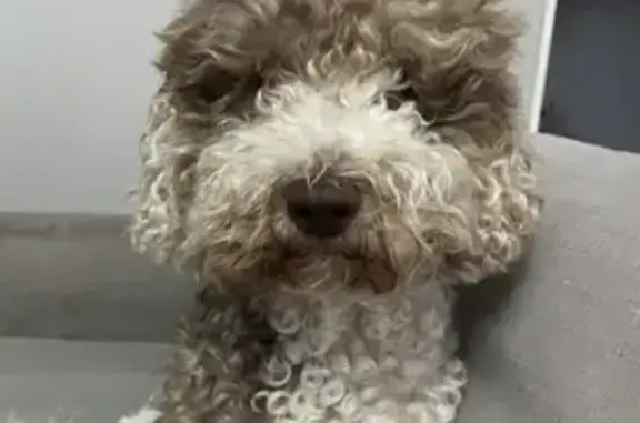 Lost Dog Alert: Springer-Poodle Mix in Lake Macquarie