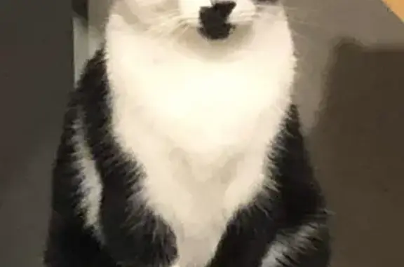 Chat perdu, , photo: Chat noir et blanc perdu à Lestiou