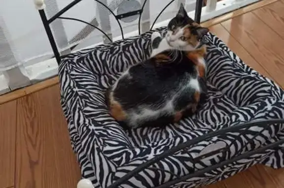 Animaux perdus , photo: Peppa, chatte tricolore perdue