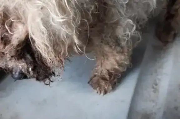 Chien frisé trouvé à La Chapelle - photo