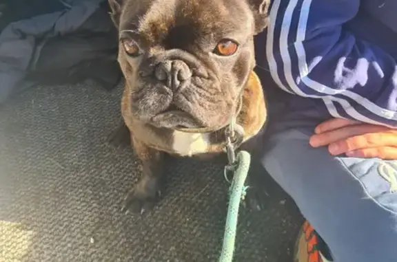 Chien perdu Replonges, photo : Bouledogue Noir Perdu à Replonges