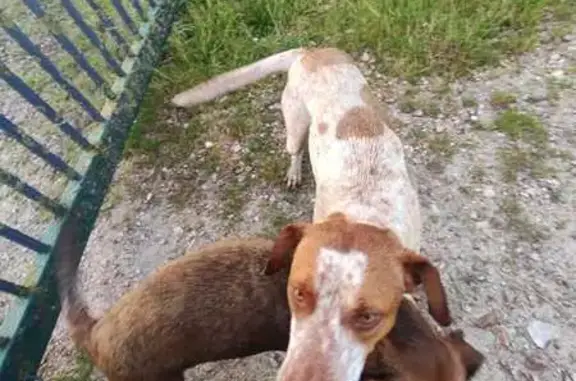 Chiens croisés épagneul/labrador trouvés - photo