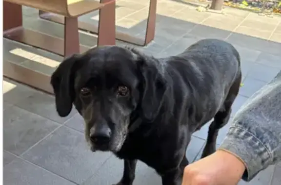Labrador noir perdu trouvé - photo