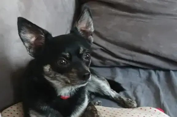 Chien trouvé Auch, photo: Chihuahua noir perdu à Auch