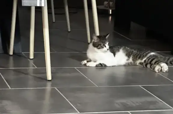 Chaton trouvé, très câlin, Fénay - photo