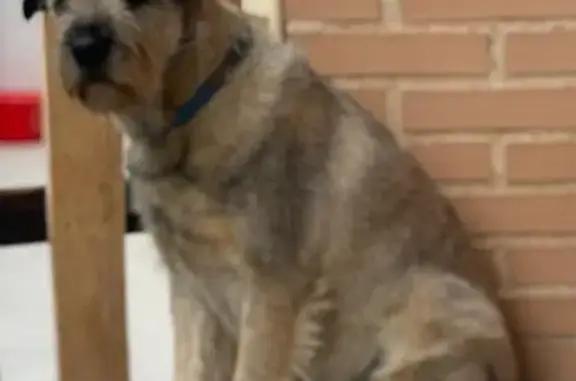 Perro encontrado , foto: ¡Alerta! Perro Perdido en Cadrete