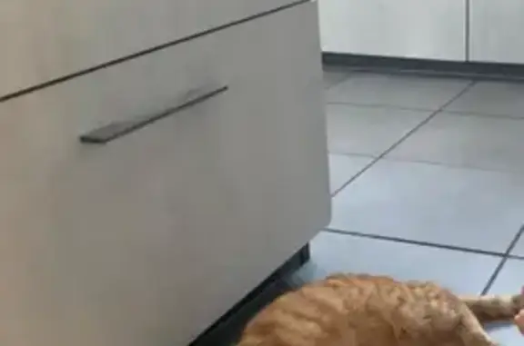 Animaux perdus Domérat, photo: Chat Simba roux disparu à Domérat