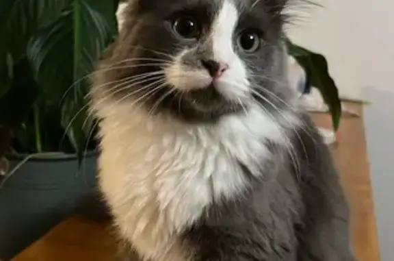 Animaux perdus Rilly-la-Montagne, photo: Chat gris-blanc perdu à Rilly