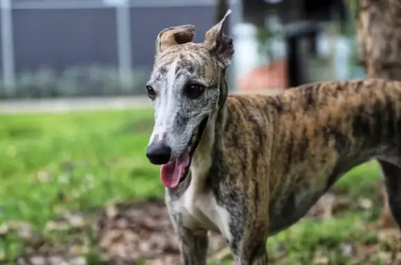 ¡Ayuda! Whippet Tigrada Perdida en Alicante