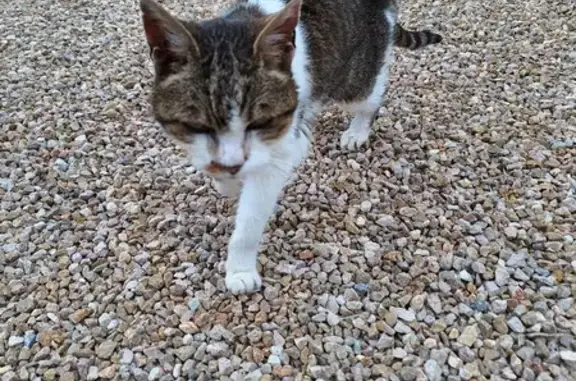 Chat trouvé La Tour-de-Salvagny, photo: Chat âgé trouvé à La Tour-de-Salvagny