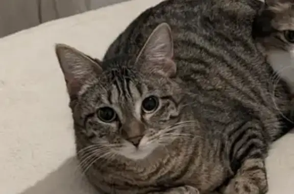 Animaux perdus Marseille Bompard, photo: Chat perdu le 7 juin à Marseille