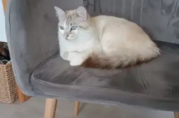 Chat mince et doux trouvé à Saint-Jacques - photo