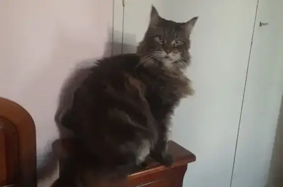 Animaux perdus Mont-de-Marsan, photo: Chat Maine Coon noir perdu