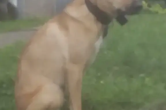 Lost Dog Alert: 80lb Tan Cur Near Gap Rd, Knoxville