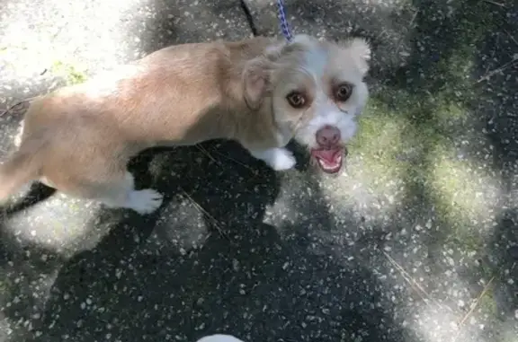 Lost Pup Found: Is She Yours? - NC 561 Louisburg