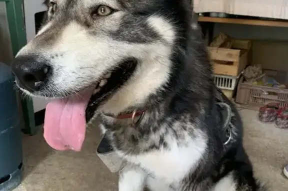 Chien huskie trouvé à Jonzac - photo