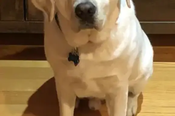 Lost White Lab - Help Find Our Dog! Call Now